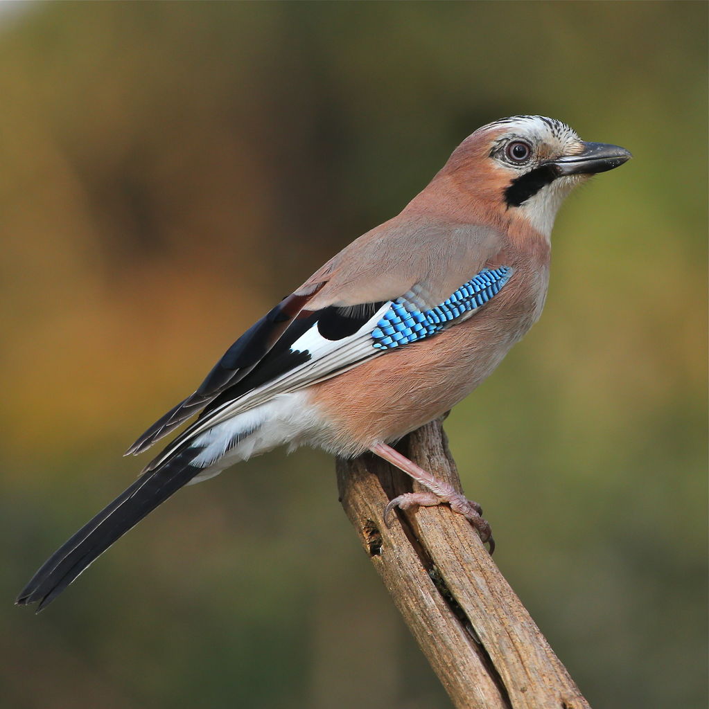 Jay close up