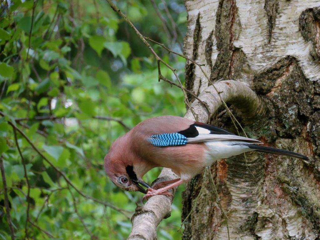 Jay in May