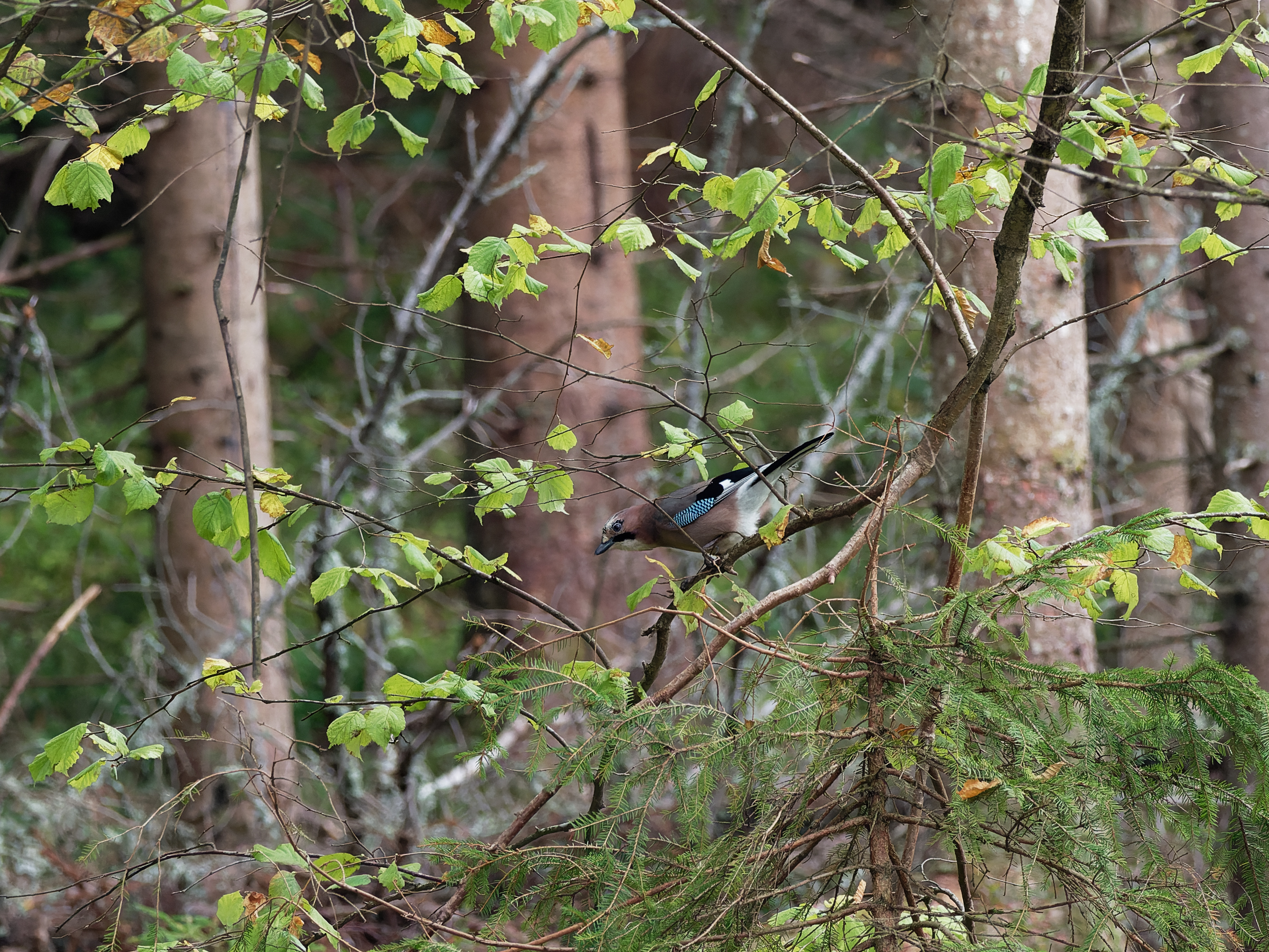 Jay in the woods
