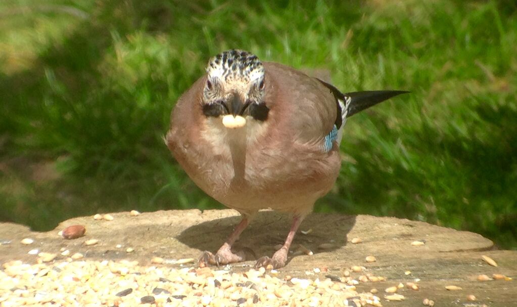 Jay on feeder