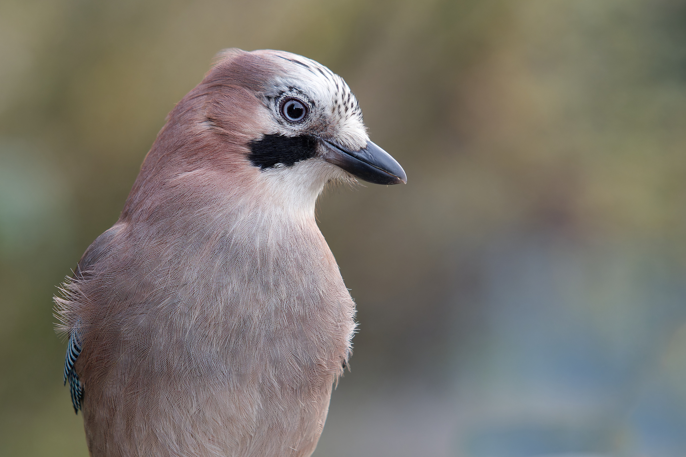 jay portrait