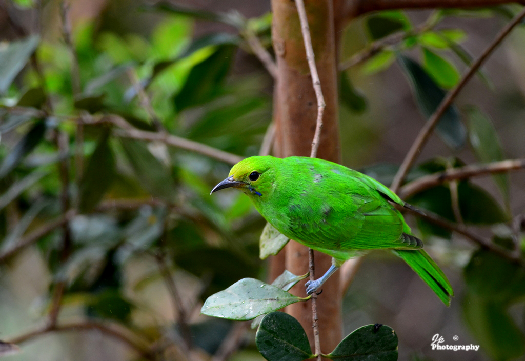 Jerdon's Leafbird