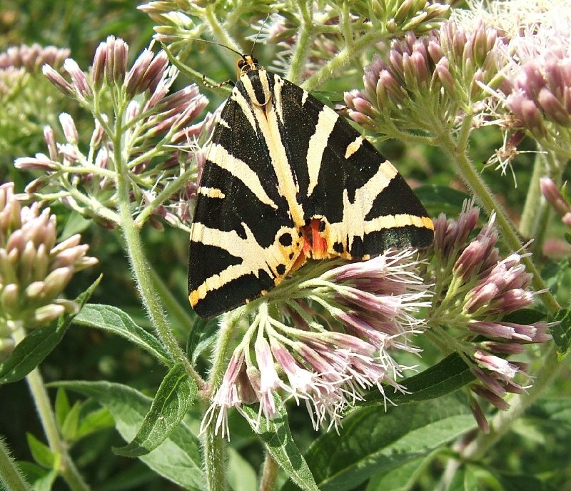 Jersey Tiger