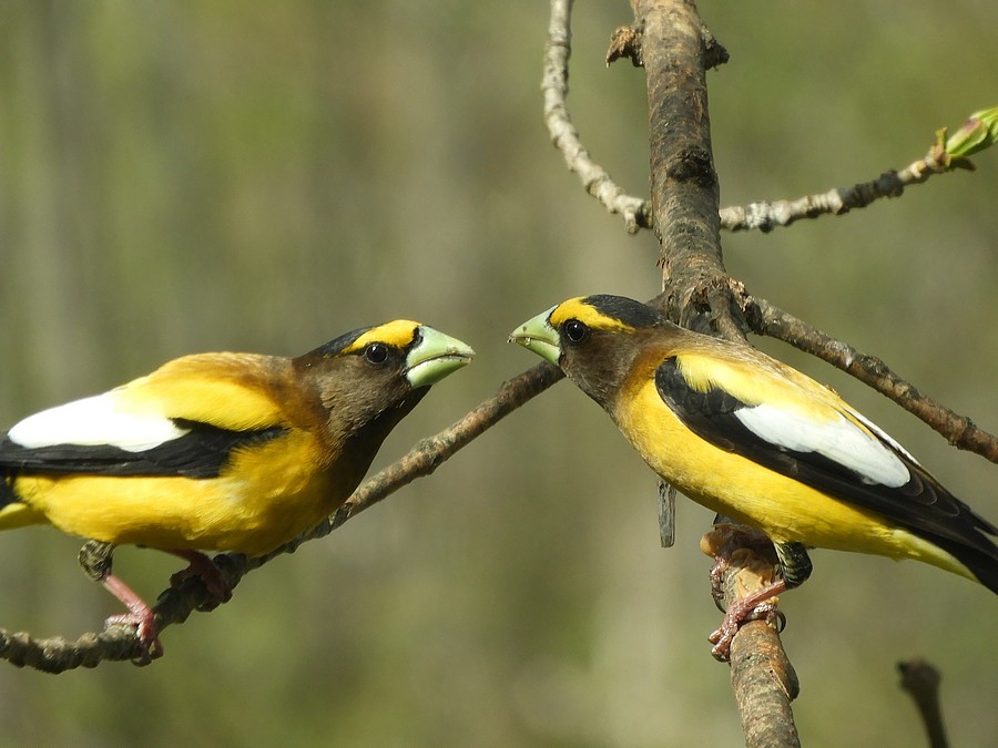 Jousting Evening Grosbeak Males