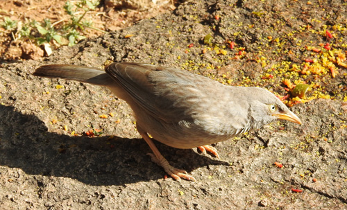 Jungle Babbler