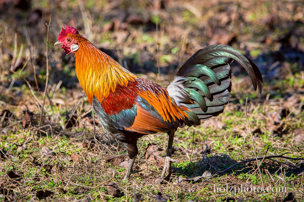 Jungle Fowl