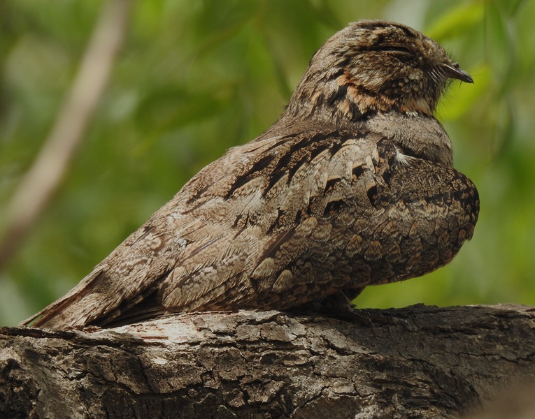 Jungle Nightjar