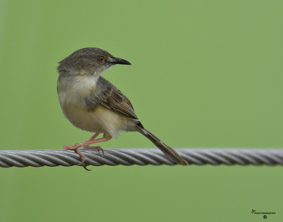 Jungle Prinia