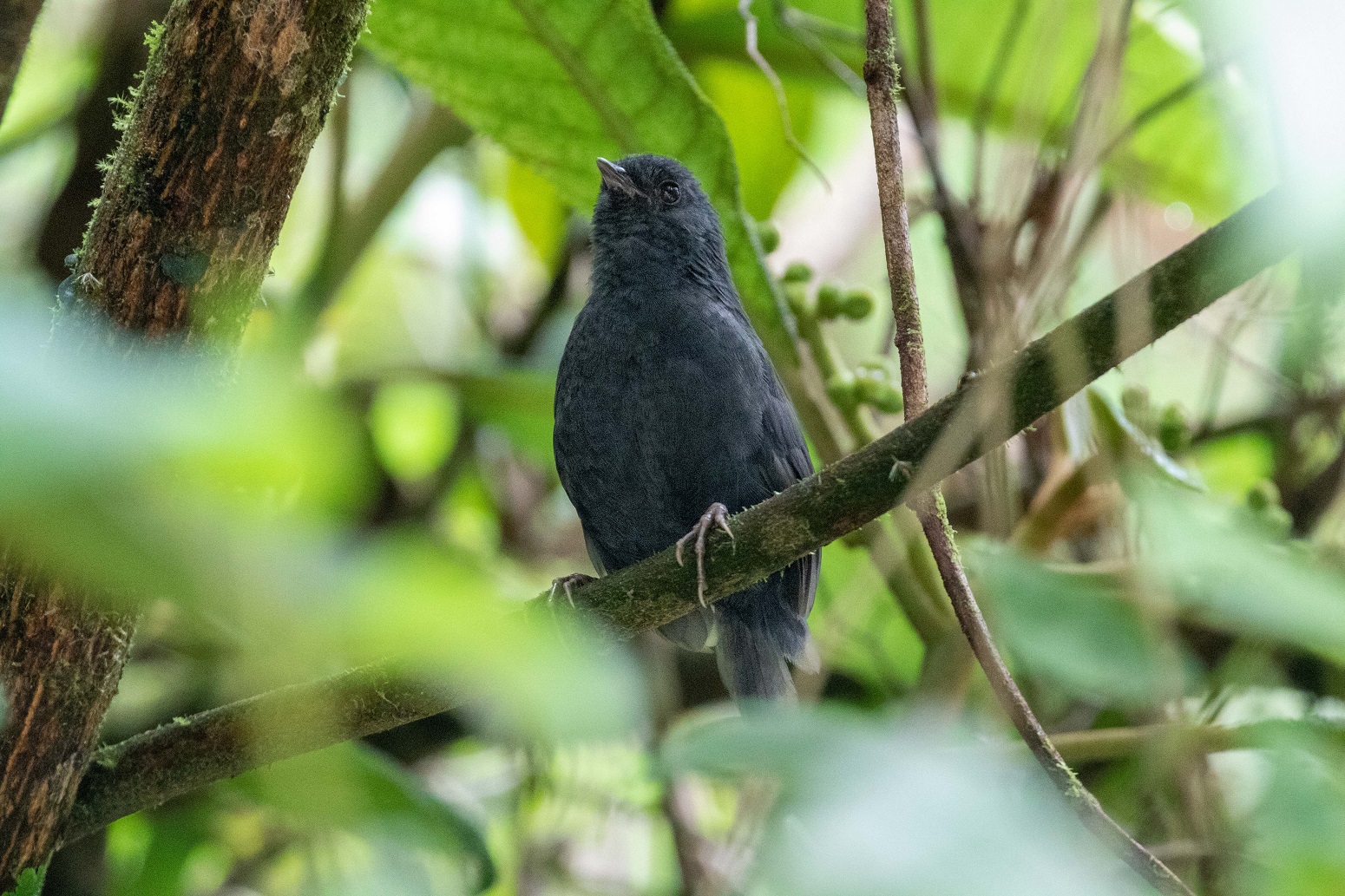 Junin Tapaculo