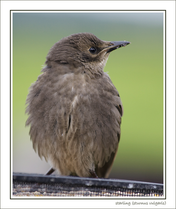 junior starling