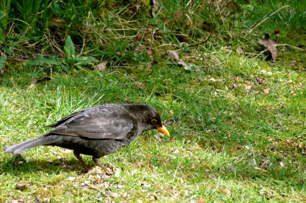 Just a blackbird