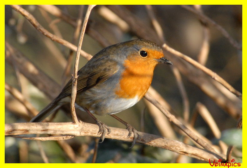 Just a little Robin