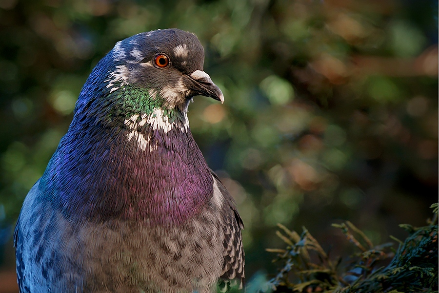 Just a Pigeon