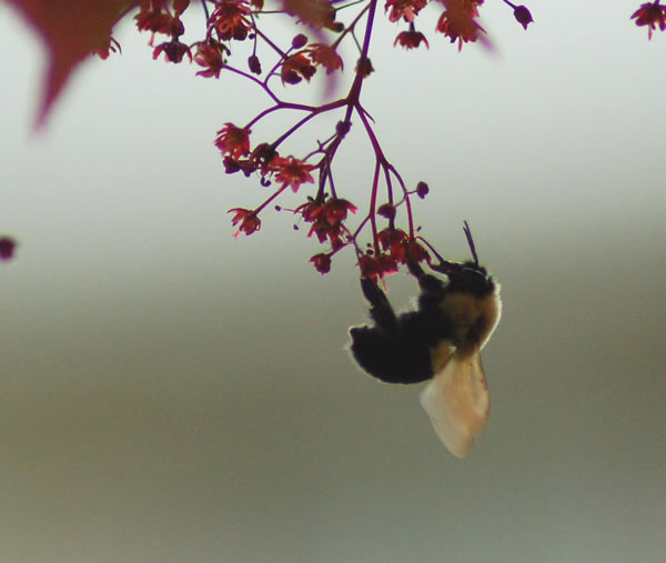 Just hanging around... Buzz, buzz, buzz