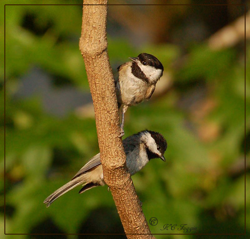 Just one week out of the Nest Box