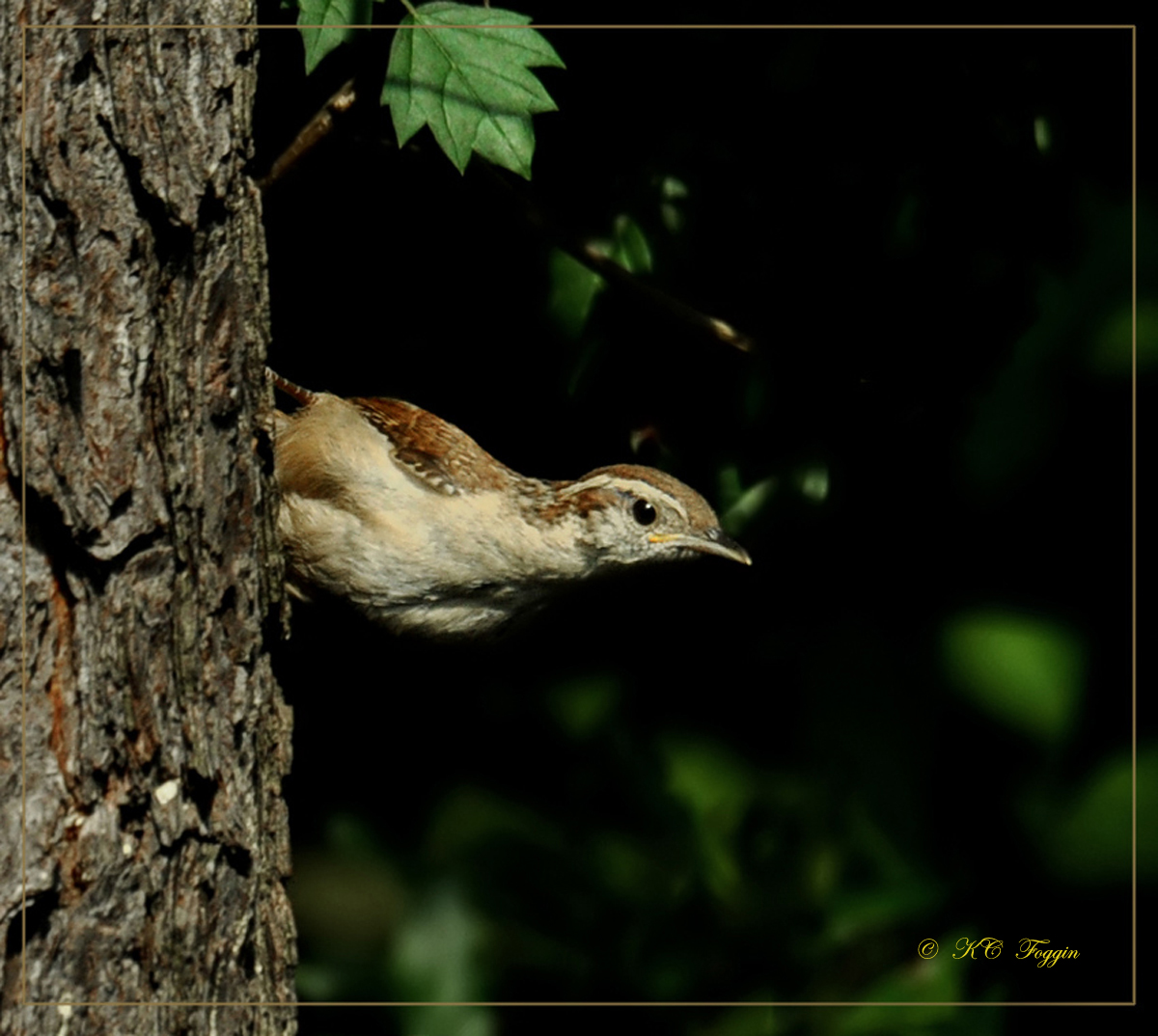 Just out of the nest so I backed away as soon as I took the pic.