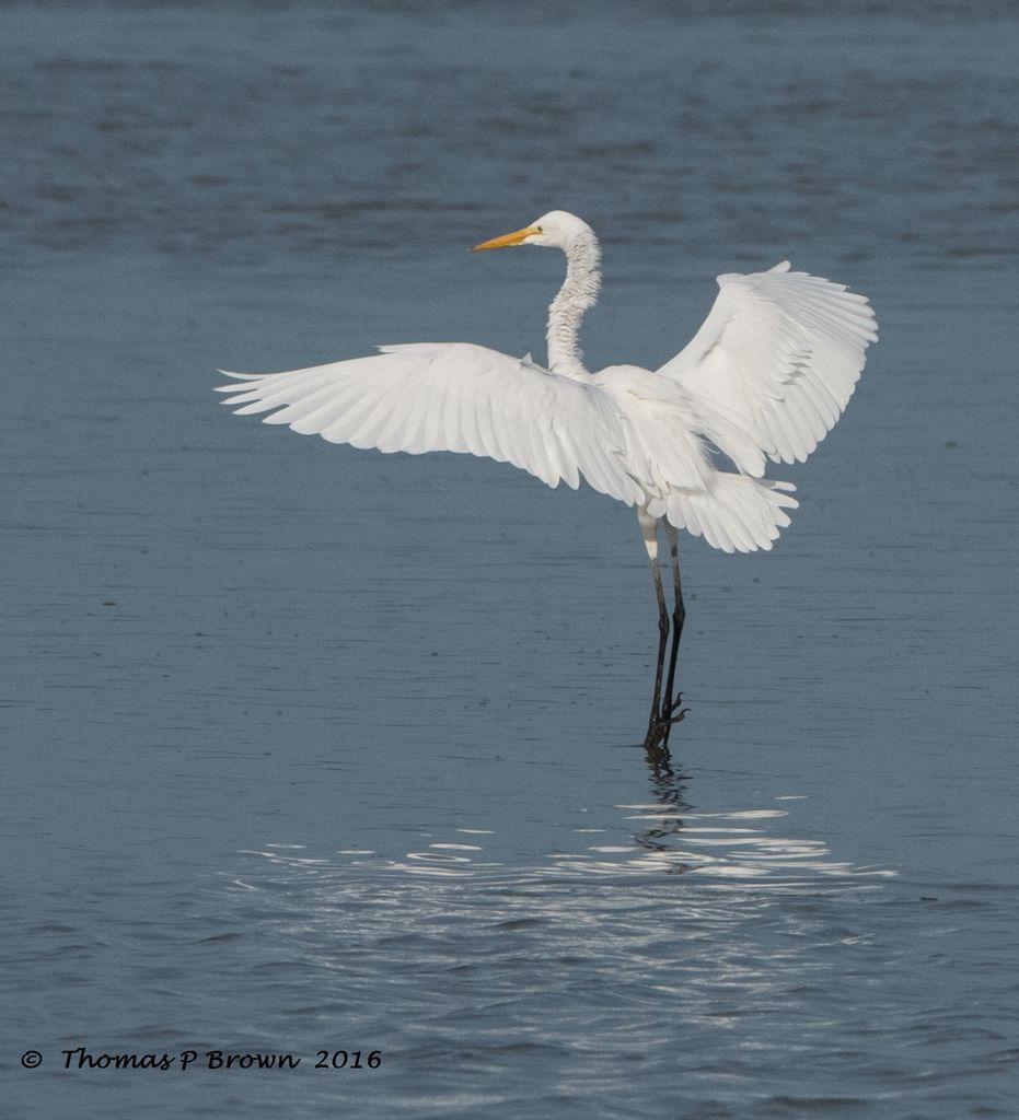 Just testing the water first!! Great Egret