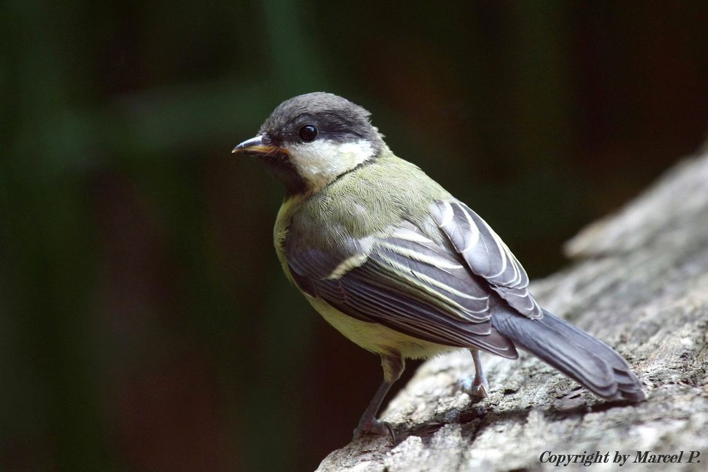 Juv Great Tit