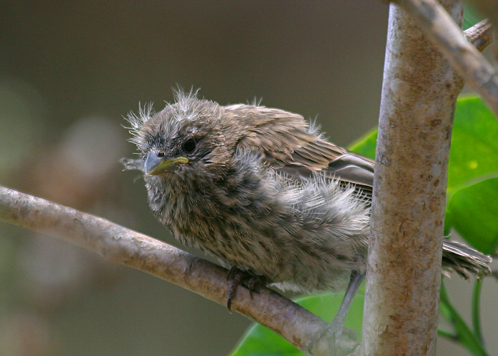 Juv House Finch