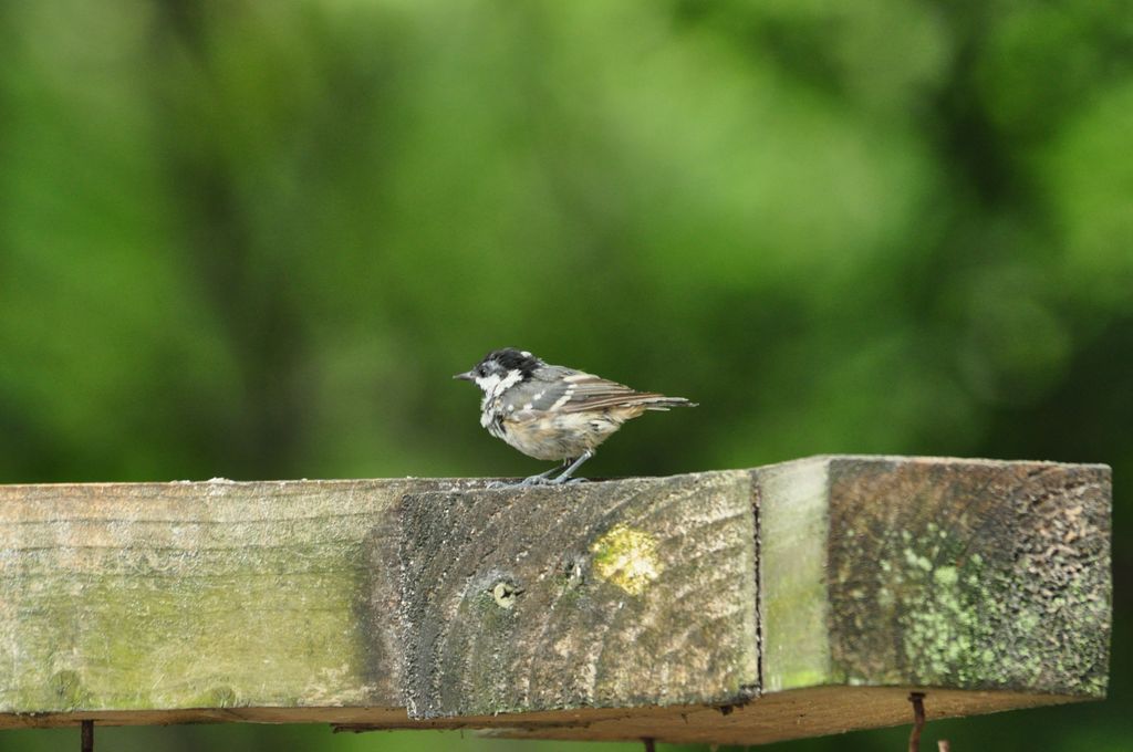 Juve (?) Coal Tit