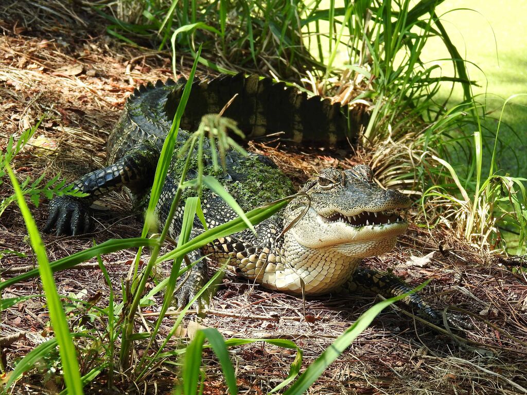 Juvenile Alligator