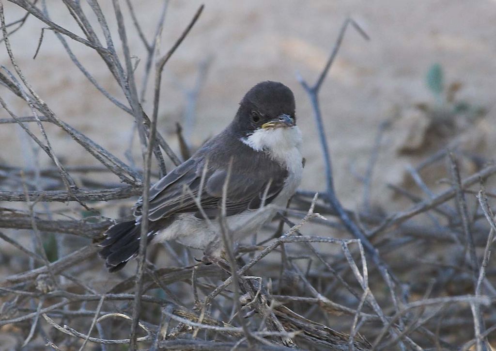 Juvenile Arabian Warbler