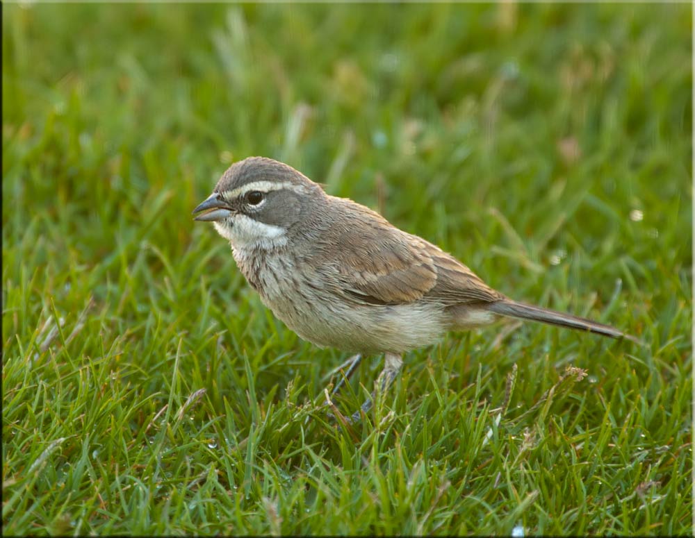 Juvenile Black-throated Sparrow