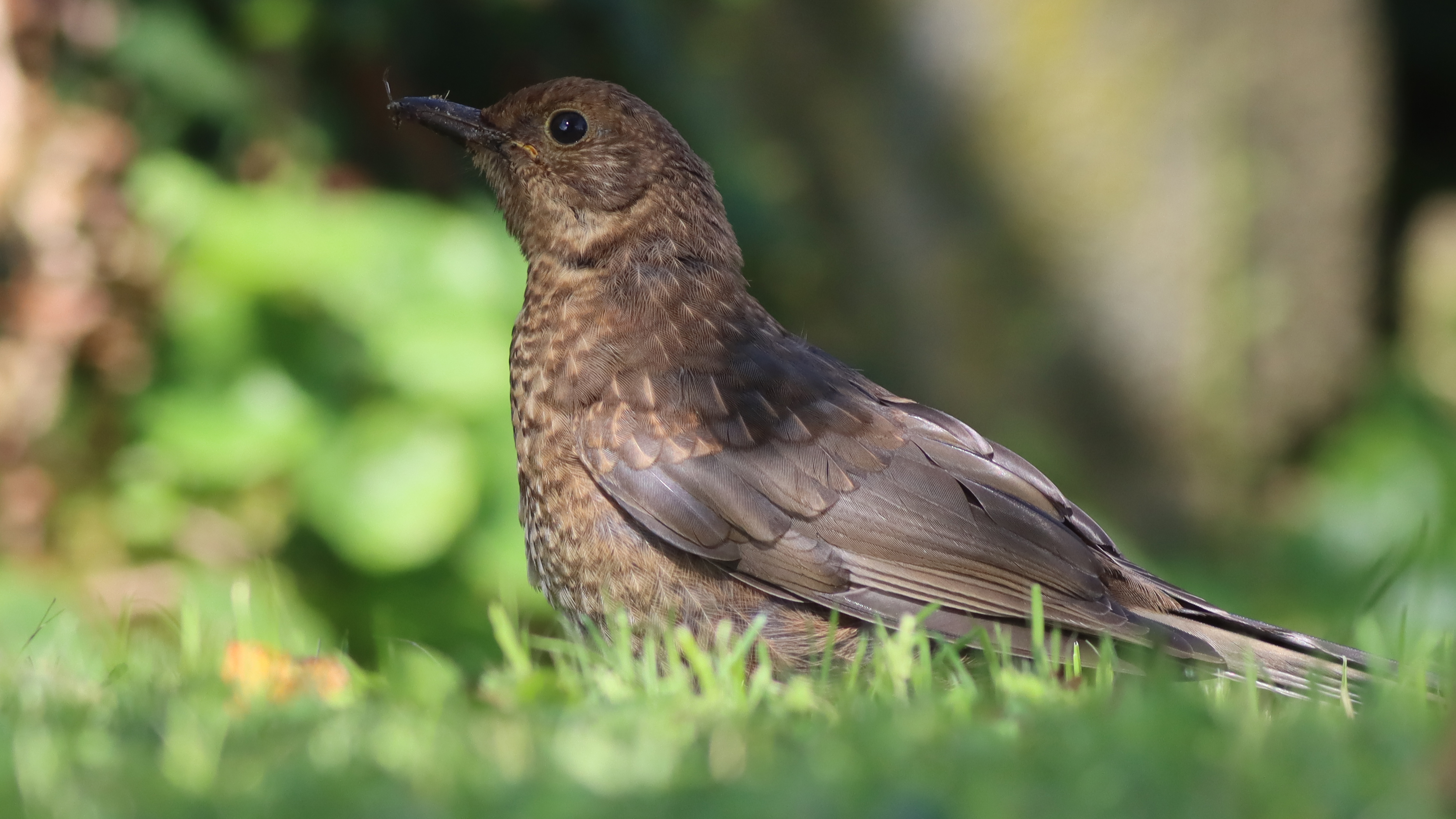 juvenile blackbird