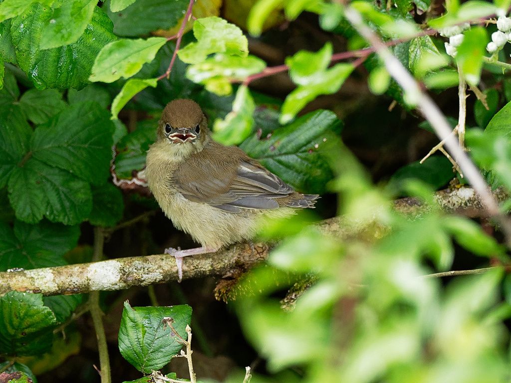 Juvenile Blackcap