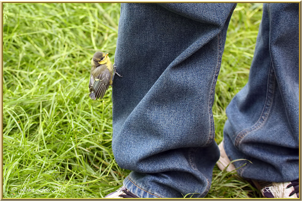 Juvenile Blue Tit