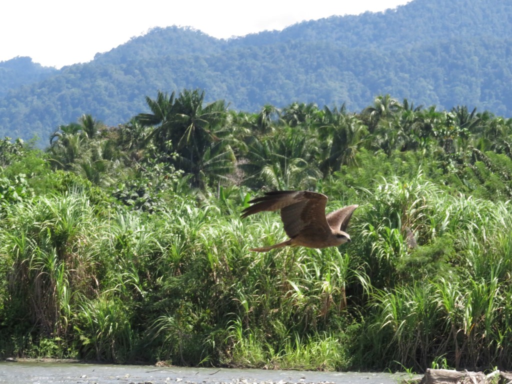 Juvenile Brahminy Kite