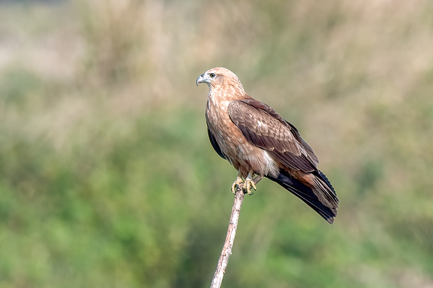 Juvenile brahminy kite