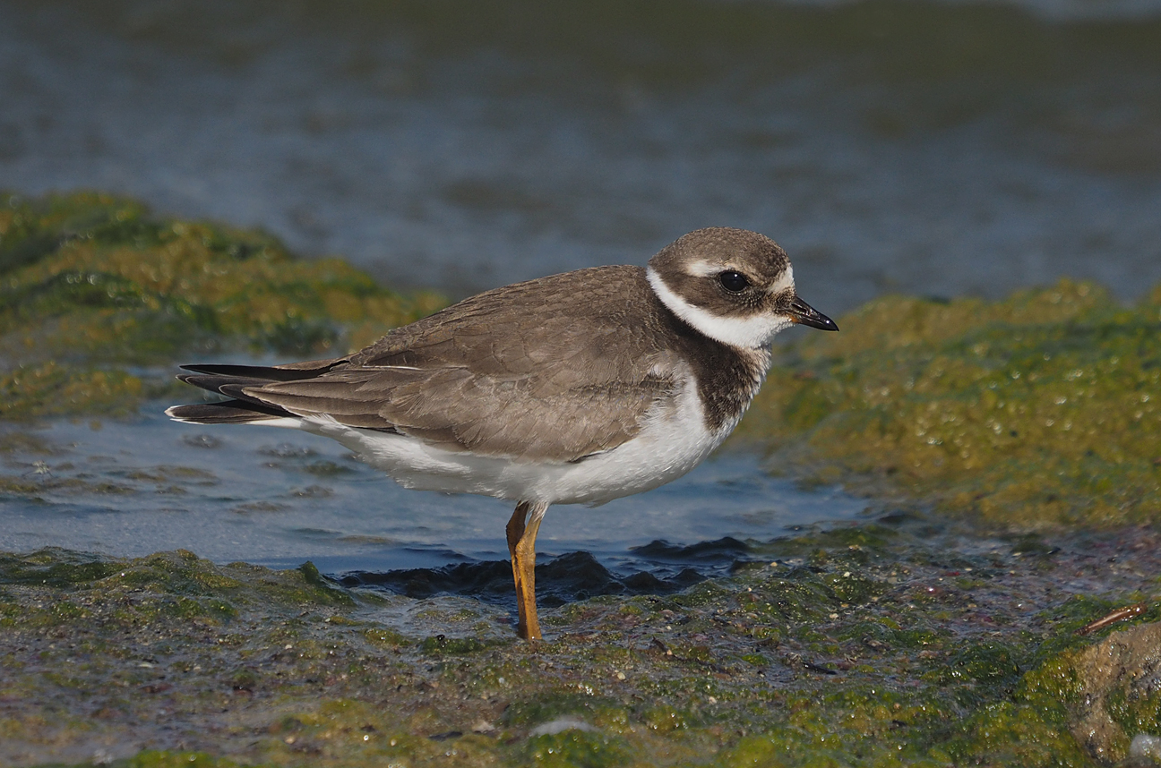 Juvenile Common Ringed Plover