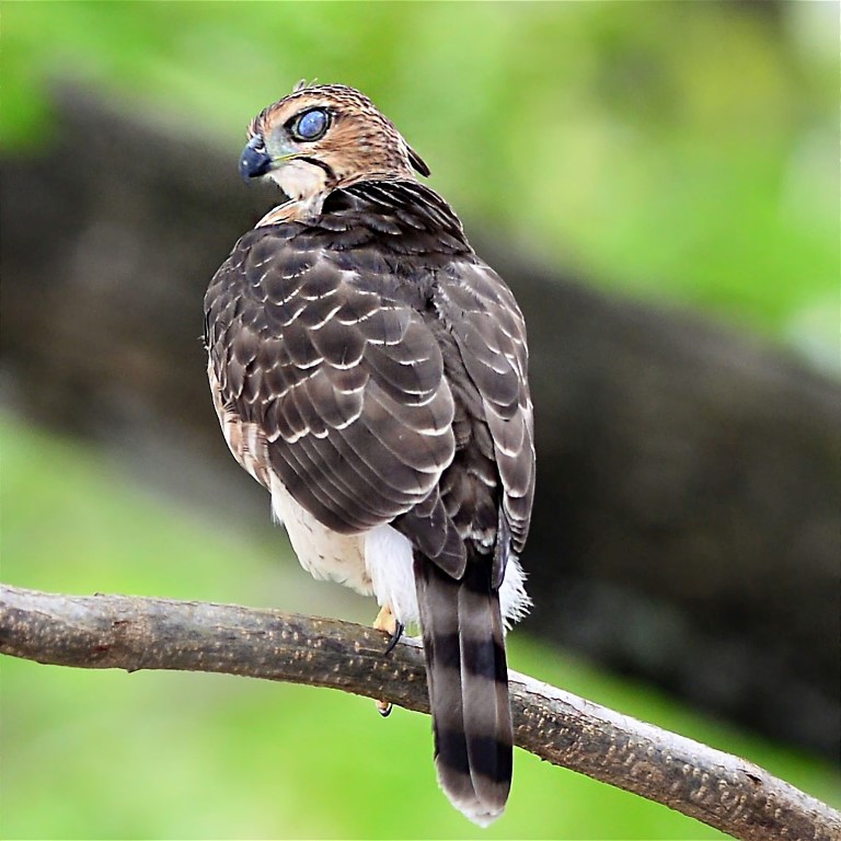 Juvenile Crested Goshawk with nictitating membrane eyelids