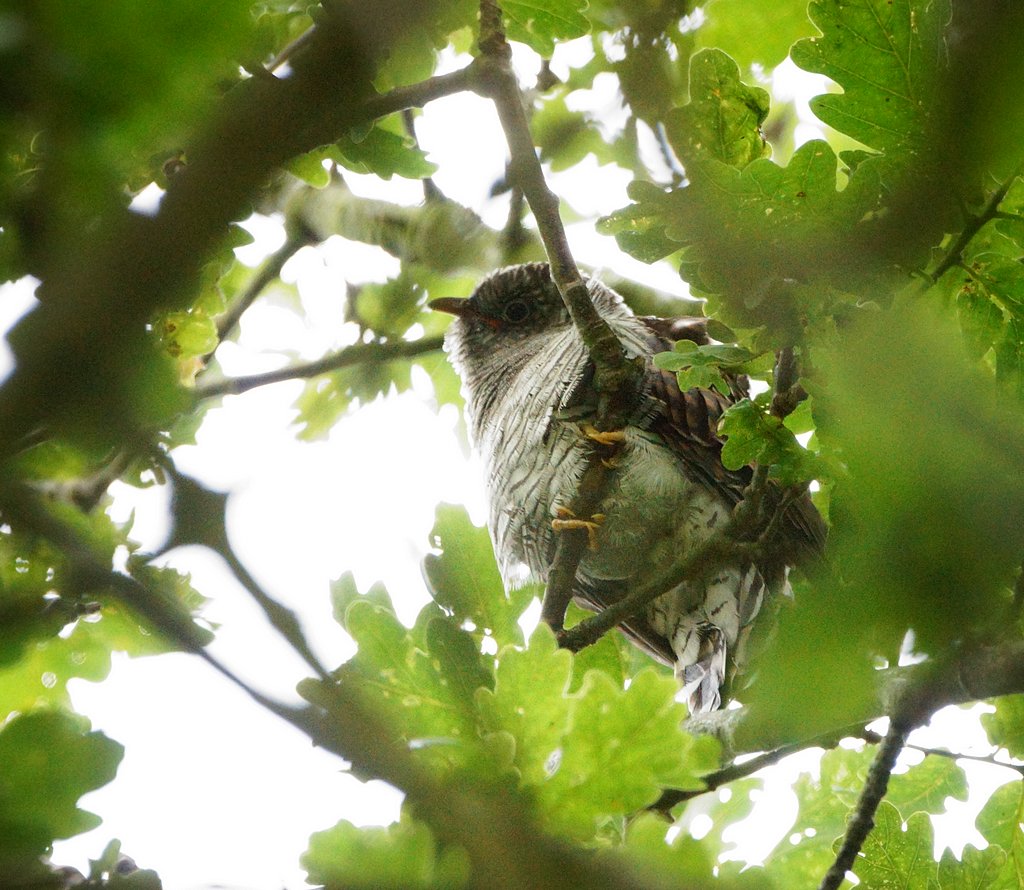 Juvenile Cuckoo, Two days after fledging.