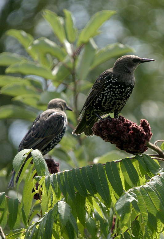 Juvenile European Starling