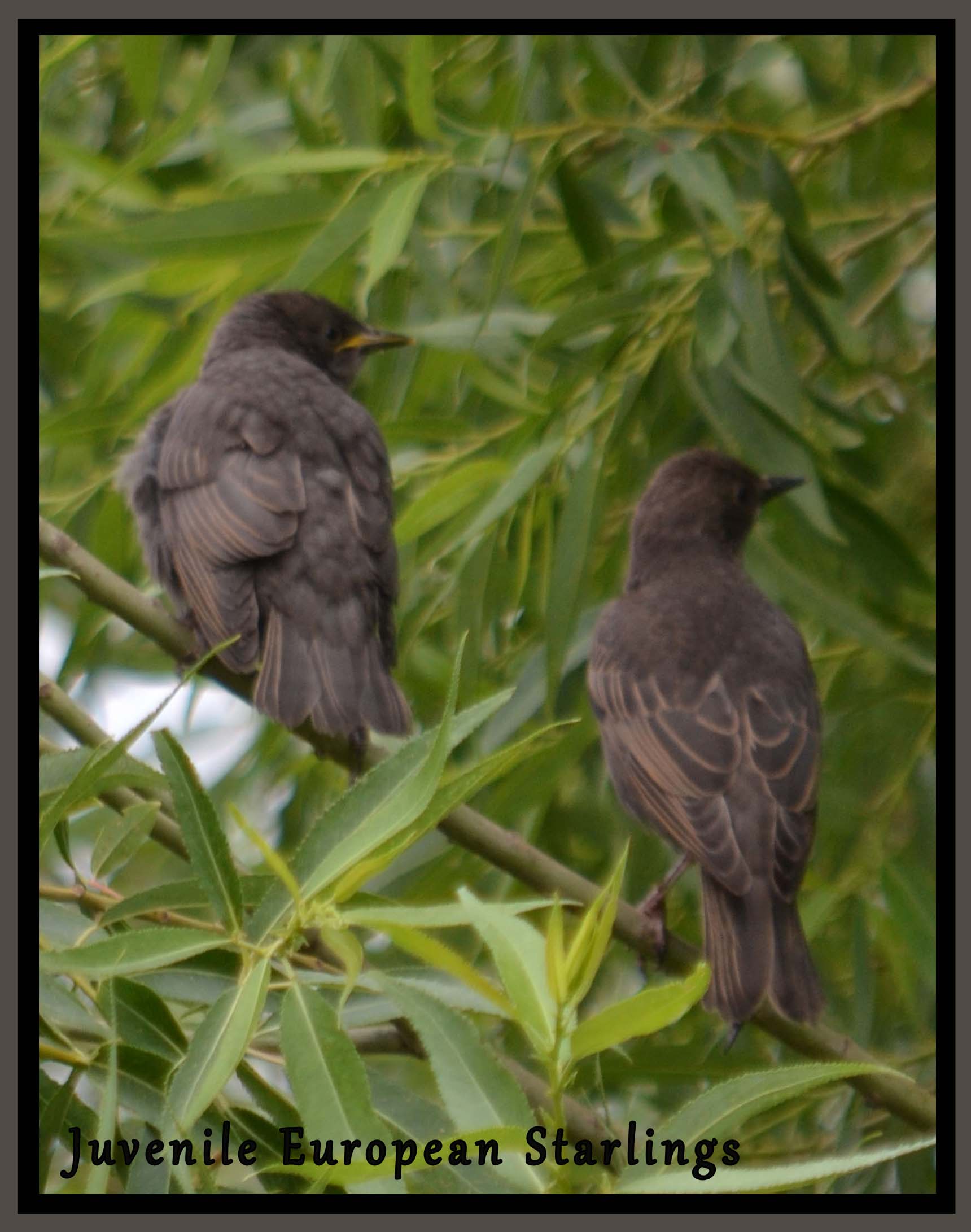 Juvenile European Starlings