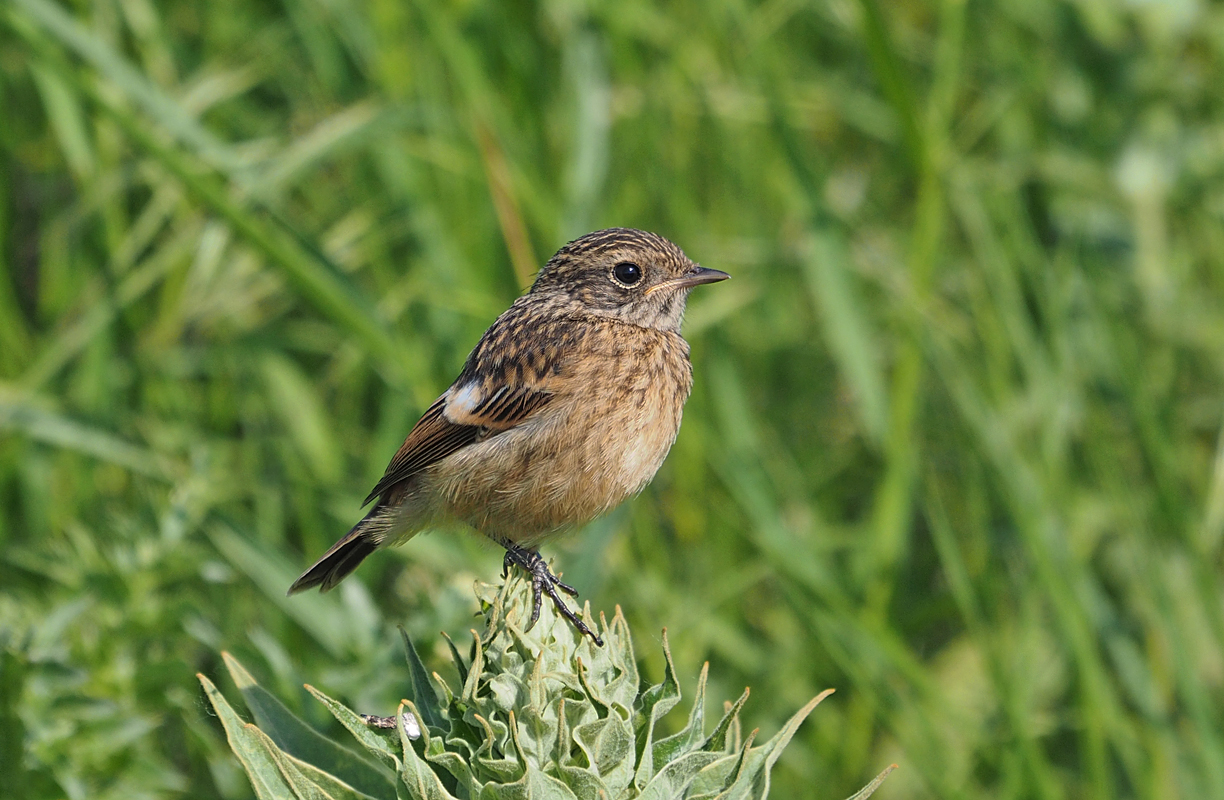 Juvenile European Stonechat