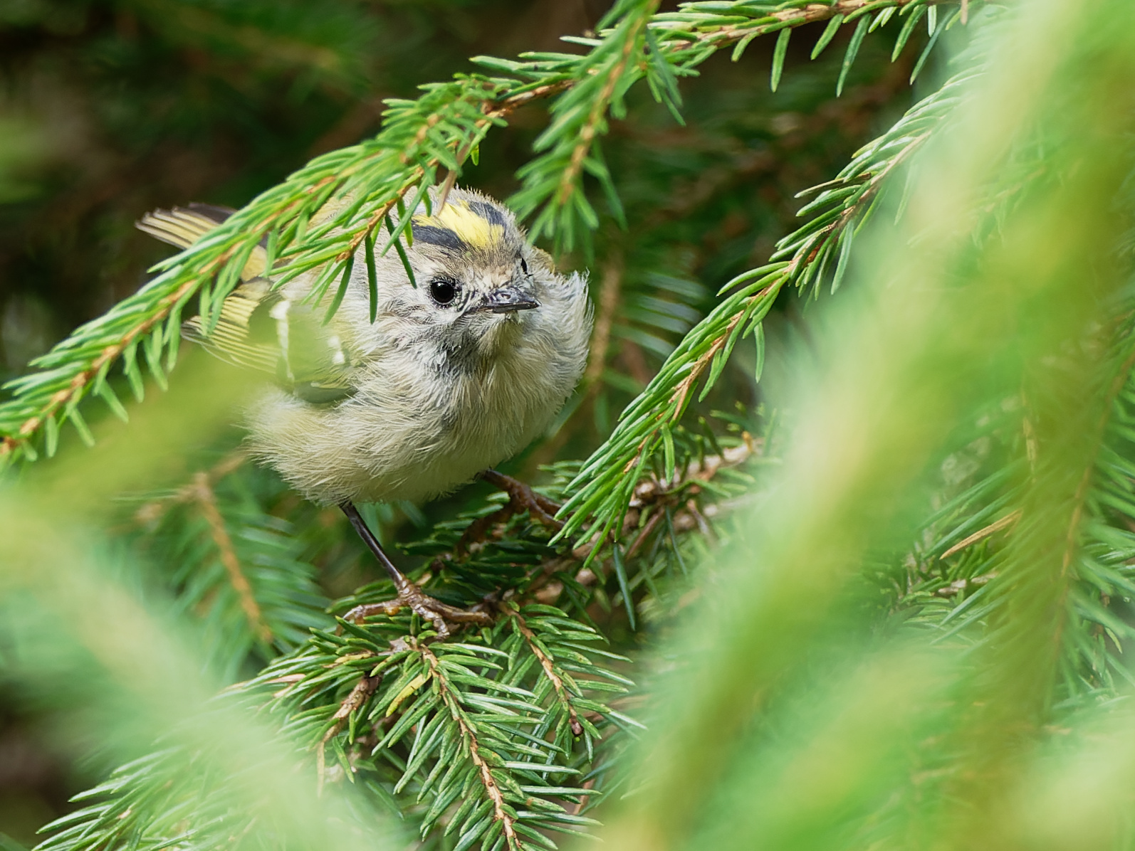 Juvenile goldcrest