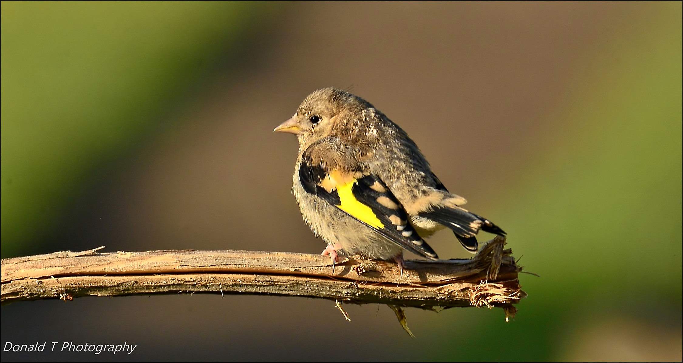 Juvenile Goldfinch