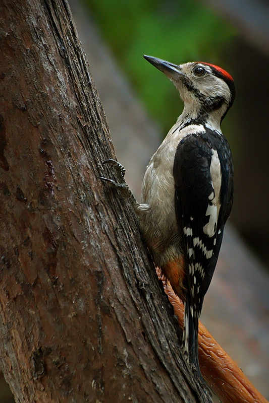 Juvenile Great Spotted Woodpecker