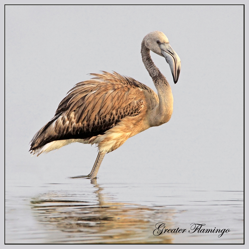 Juvenile Greater Flamingo