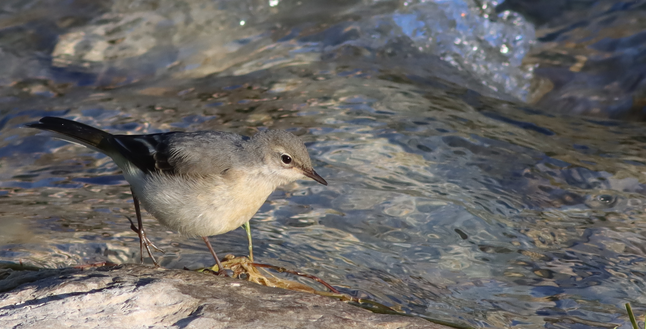 juvenile grey wagtail