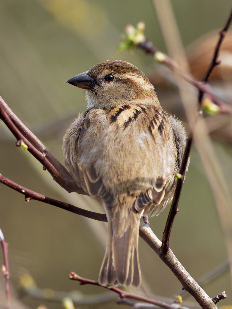 Juvenile house sparrow