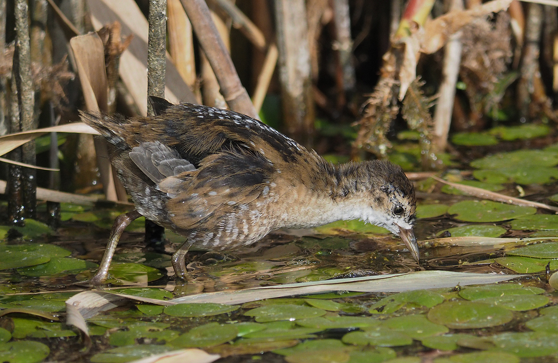 Juvenile Little Crake