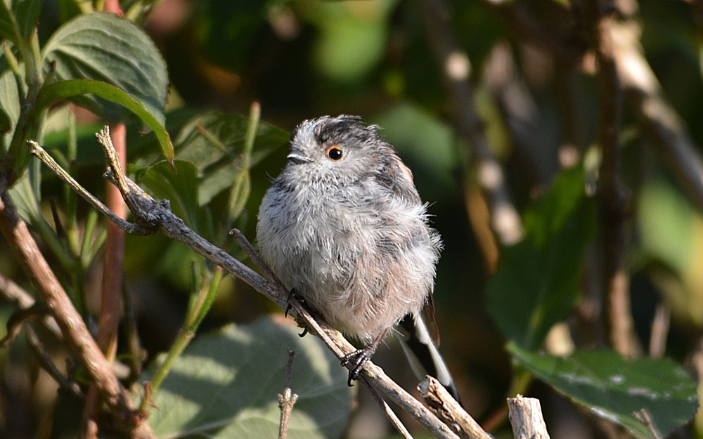 Juvenile Long-tailed Tit...