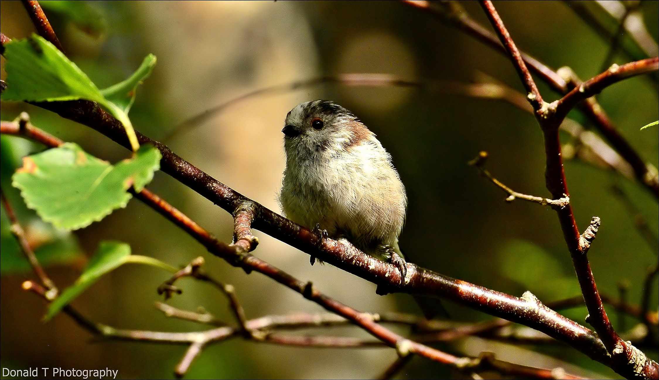 Juvenile Long-tailed Tit