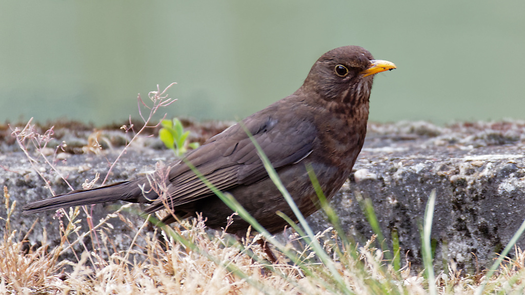 Juvenile male Blackbird portrait