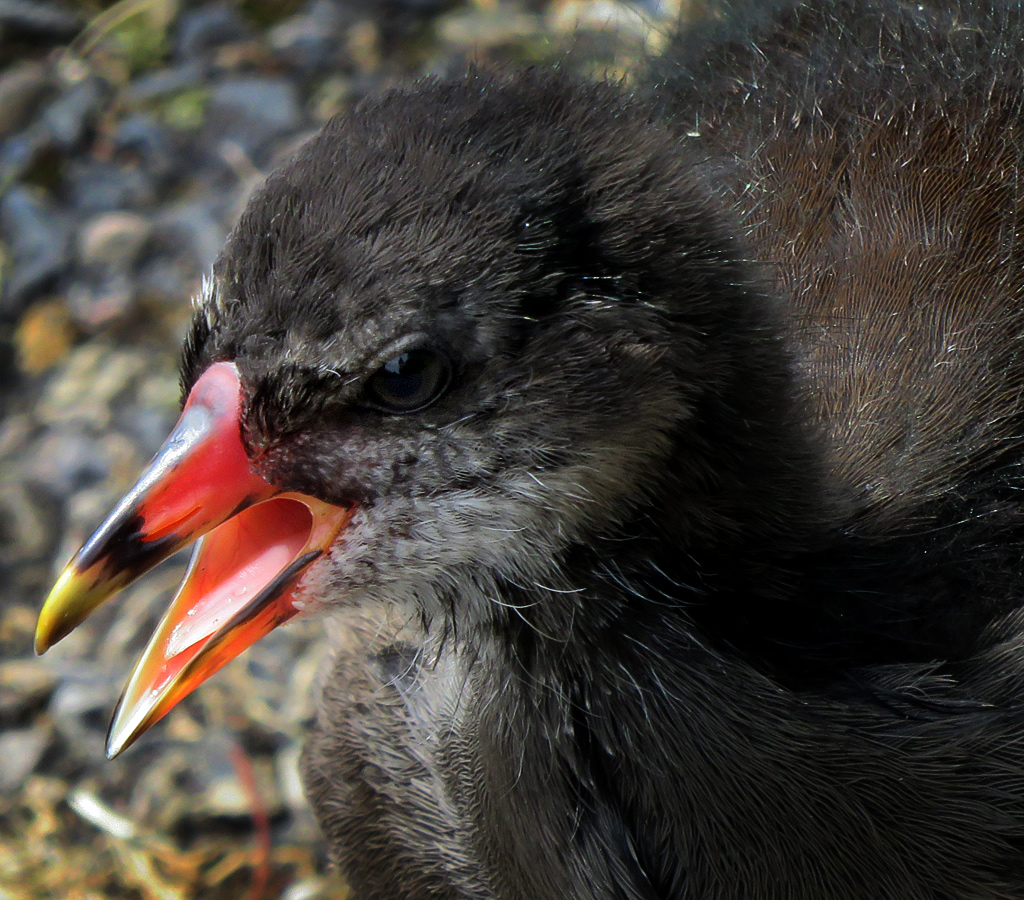 Juvenile Moorhen - A Friendly Chap