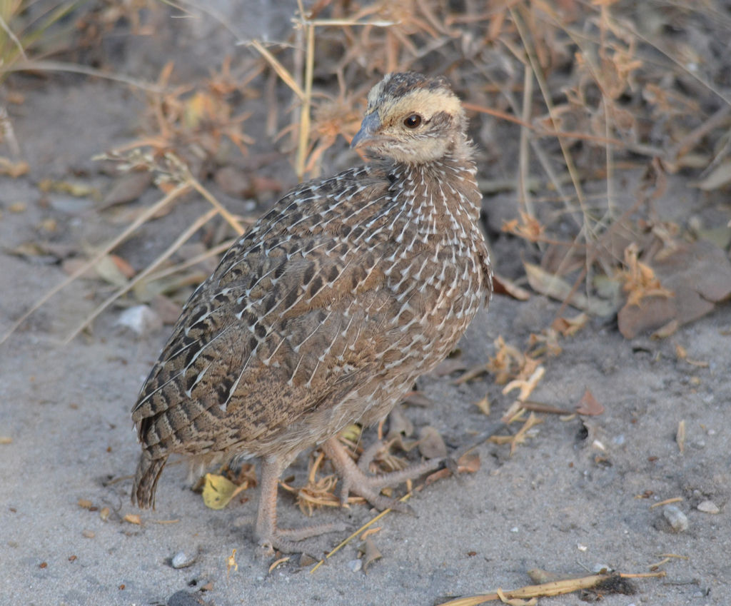 Juvenile Natal Francolin